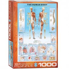 EuroGraphics Puzzle Ľudské telo, 1000 dielikov