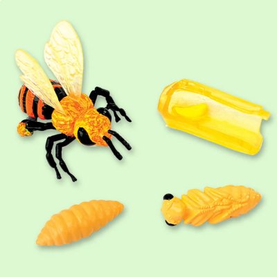 Školská sada Metamorfóza - Včela