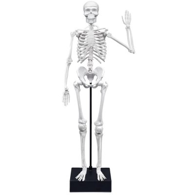Buki Ľudská kostra, 45 cm